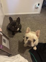 Found/Stray Unknown Dog last seen by john addams the school, Albuquerque, NM 87120