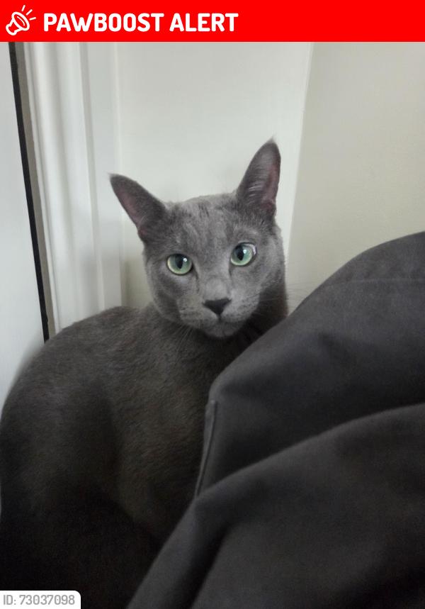 Lost Male Cat last seen Bartletts Road., Bedminster, England BS3 3PF
