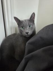 Lost Male Cat last seen Bartletts Road., Bedminster, England BS3 3PF