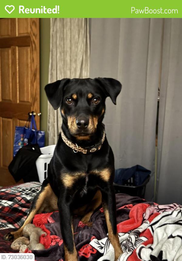Reunited Female Dog last seen Struckman and Buttercup, Bartlett, IL 60103