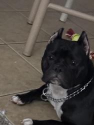 Lost Female Dog last seen Behind La villita, Whitney, NV 89011