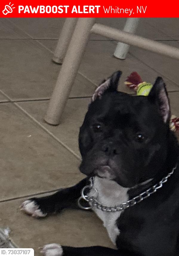 Lost Female Dog last seen Behind La villita, Whitney, NV 89011