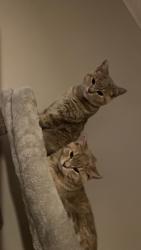 Lost Female Cat last seen Netherne on the hills , Surrey, England CR5 1NW