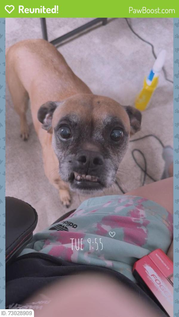 Reunited Female Dog last seen york suburban , York, PA 17403