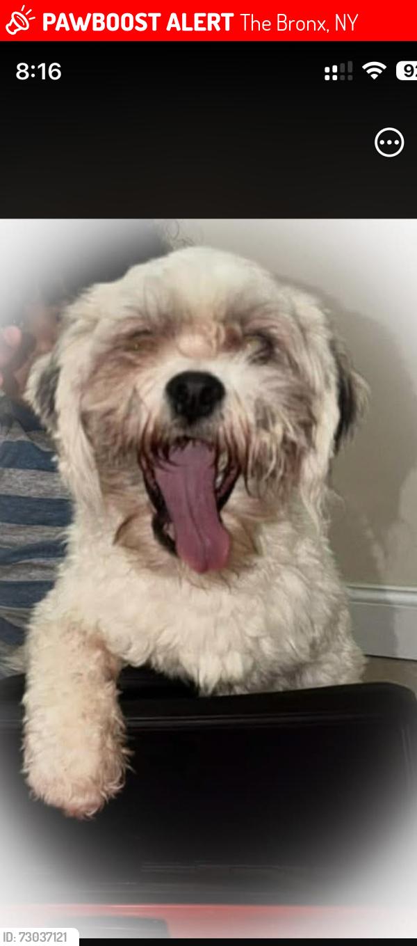 Lost Male Dog last seen Orchard beach , The Bronx, NY 10464