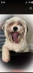 Lost Male Dog last seen Orchard beach , The Bronx, NY 10464
