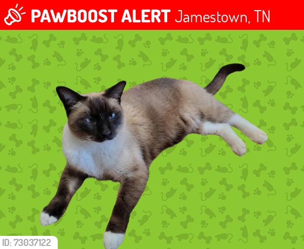 Lost Male Cat last seen Round Mountain Road, Jamestown, TN 38556