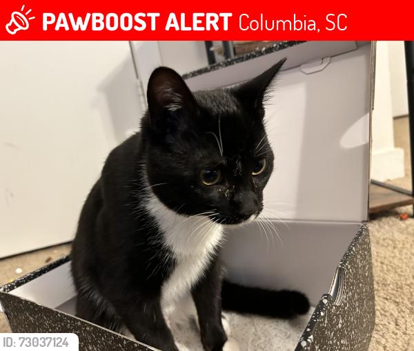 Lost Male Cat last seen just by this area i guess.., Columbia, SC 29229