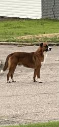 Found/Stray Male Dog last seen Pennsylvania and Cammack, Shawnee, OK 74801
