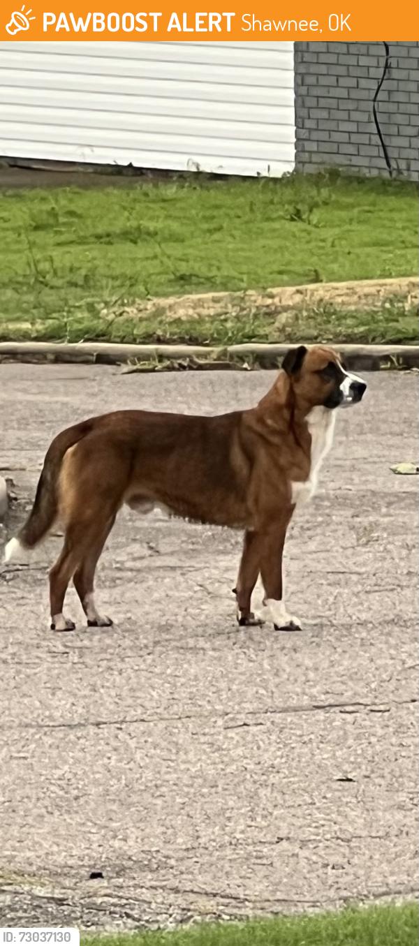 Found/Stray Male Dog last seen Pennsylvania and Cammack, Shawnee, OK 74801