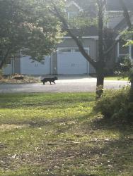 Found/Stray Unknown Dog last seen Village road, Leland, NC 28451