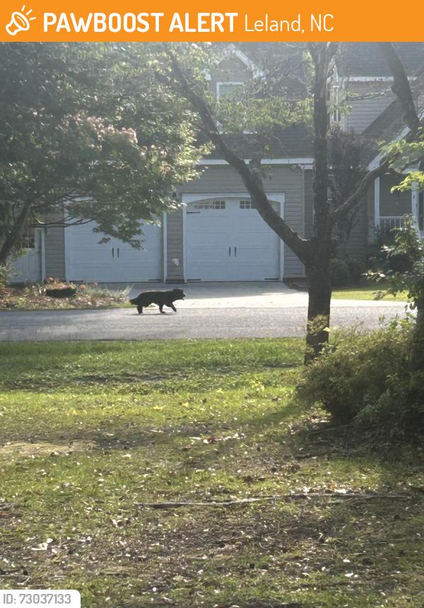 Found/Stray Unknown Dog last seen Village road, Leland, NC 28451