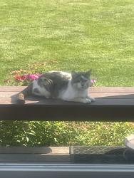 Found/Stray Unknown Cat last seen West Point subdivision ( Dillinger rd)., Galloway, OH 43119