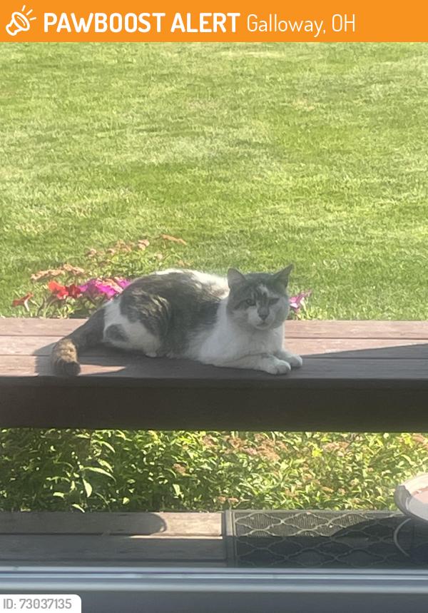 Found/Stray Unknown Cat last seen West Point subdivision ( Dillinger rd)., Galloway, OH 43119