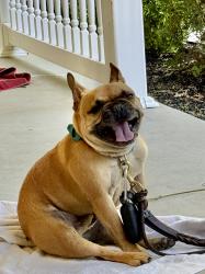 Reunited Male Dog last seen Fresh ponds and Davidson mills road, Monroe Township, NJ 08831