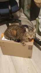 Lost Female Cat last seen Near Cameron St, Collingwood Collegiate Institute, Collingwood, ON L9Y 2K2