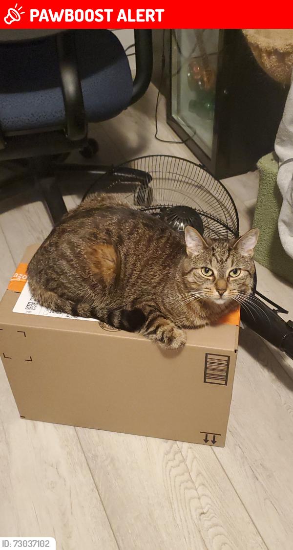 Lost Female Cat last seen Near Cameron St, Collingwood Collegiate Institute, Collingwood, ON L9Y 2K2