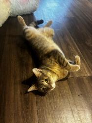 Lost Female Cat last seen Mira Loma Dr, Temecula, CA 92592, Temecula, CA 92592