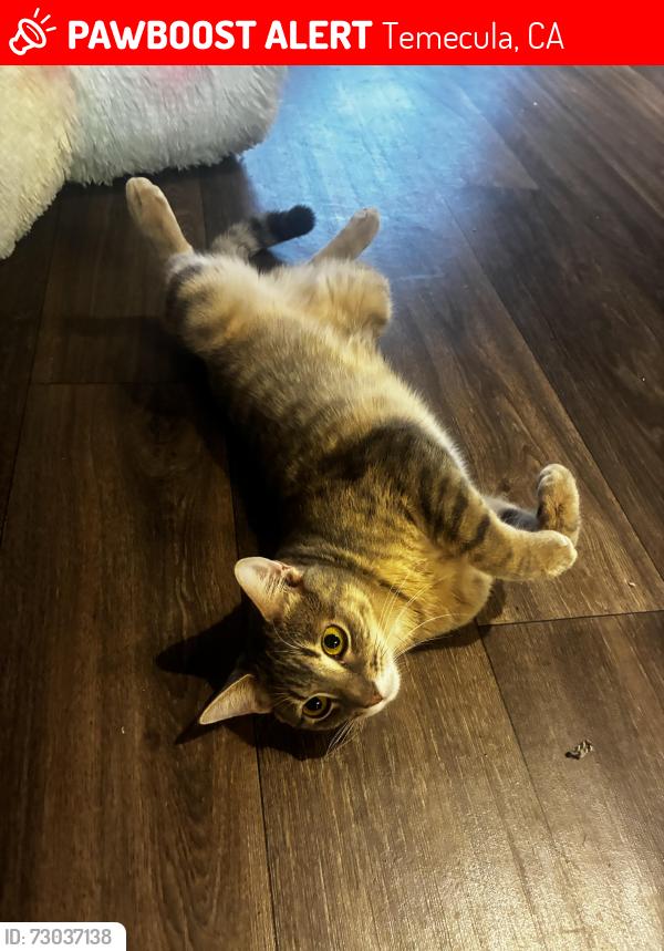 Lost Female Cat last seen Mira Loma Dr, Temecula, CA 92592, Temecula, CA 92592