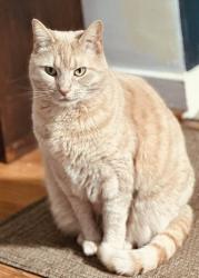 Lost Female Cat last seen Saratoga/La Brun Amherst, NY, Buffalo, NY 14226