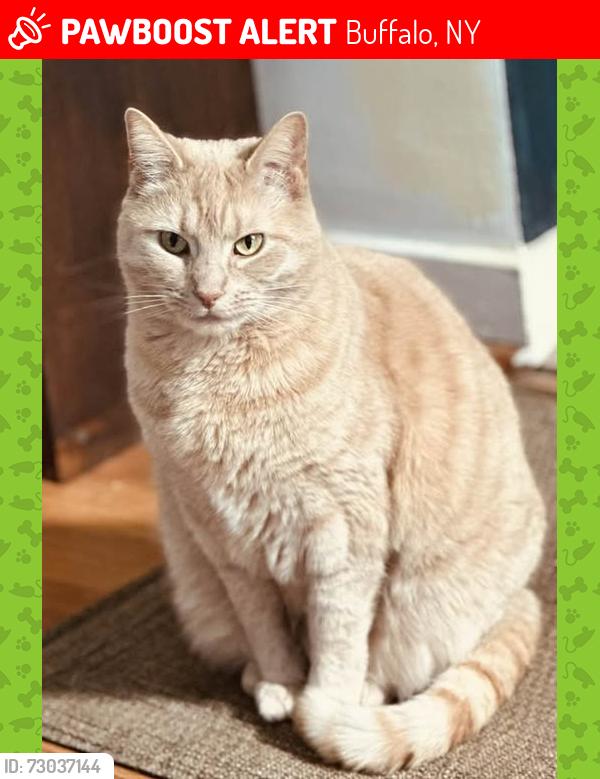 Lost Female Cat last seen Saratoga/La Brun Amherst, NY, Buffalo, NY 14226