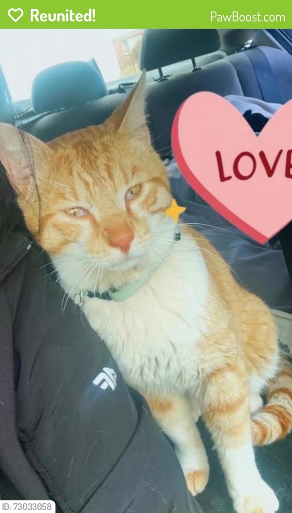 Reunited Male Cat last seen Cross country elementary/middle, Baltimore, MD 21215