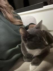 Reunited Female Cat last seen Barfield street, Hammond Park, WA 6164