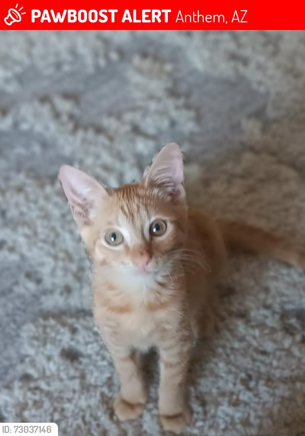 Lost Male Cat last seen Anthem way and I 17, Anthem, AZ 85086