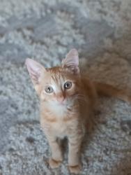 Lost Male Cat last seen Anthem way and I 17, Anthem, AZ 85086