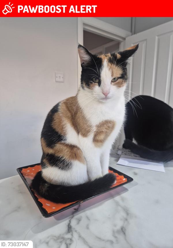 Lost Female Cat last seen Staines , Staines-upon-Thames, England TW18 1JH