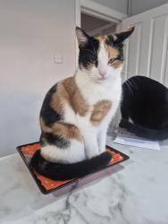 Lost Female Cat last seen Staines , Staines-upon-Thames, England TW18 1JH