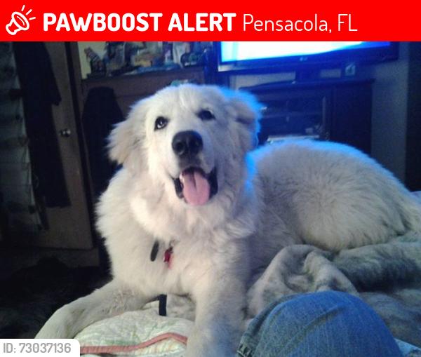 Lost Male Dog last seen Near Shetland Court, Pensacola, FL 32506