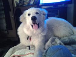 Lost Male Dog last seen Near Shetland Court, Pensacola, FL 32506