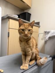 Reunited Male Cat last seen Riverside Parkway, Leesburg, VA 20176