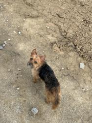 Found/Stray Unknown Dog last seen dollar store, Ashland, KY 41105