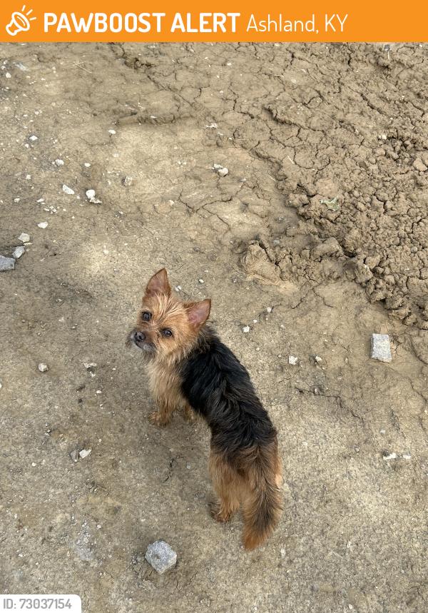 Found/Stray Unknown Dog last seen dollar store, Ashland, KY 41105