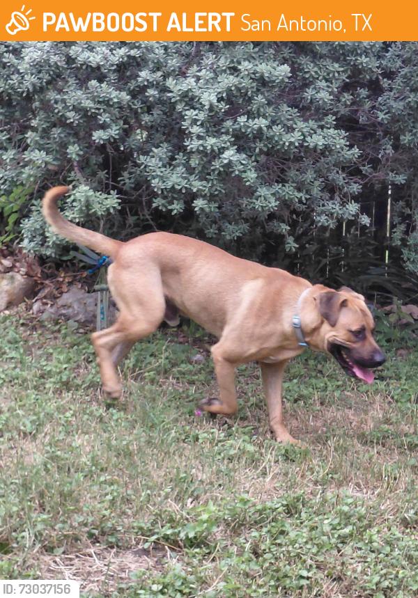 Found/Stray Male Dog last seen Walnut Crest and River Crest, San Antonio, TX 78245