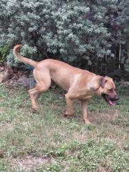 Found/Stray Male Dog last seen Walnut Crest and River Crest, San Antonio, TX 78245
