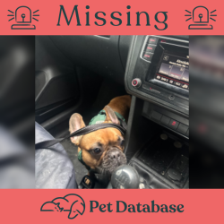 Lost Female Dog last seen Marlfa llanederyn, Llanedeyrn, Wales CF23 9FN