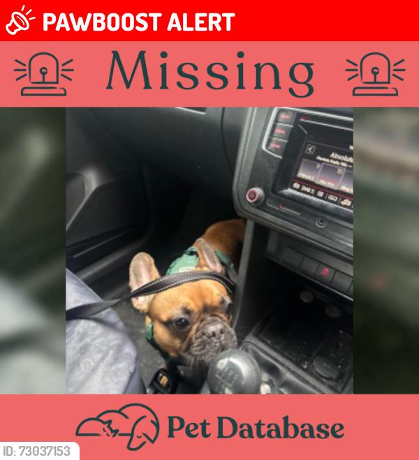 Lost Female Dog last seen Marlfa llanederyn, Llanedeyrn, Wales CF23 9FN