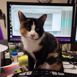 Lost Female Cat last seen Angle drive Northwood Drive, Salem, OR 97317