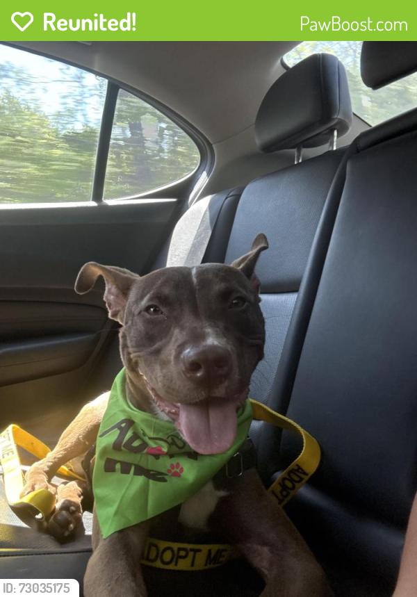 Reunited Male Dog last seen Stilesboro Ln and Mars Hill Church Rd, Acworth, GA 30101