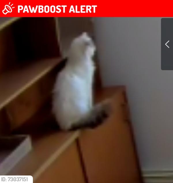 Lost Female Cat last seen Wisteria Rd and Victoria Pines, Lafayette Township, NJ 07848