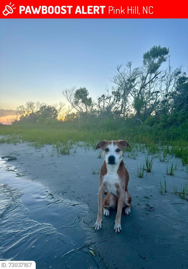 Lost Male Dog last seen Quinn’s General Store, Pink Hill, NC 28572