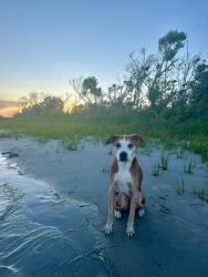 Lost Male Dog last seen Quinn’s General Store, Pink Hill, NC 28572