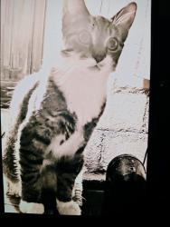 Lost Male Cat last seen Main St and River Rd , North Tonawanda, NY 14120