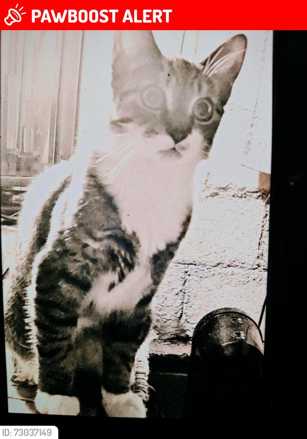 Lost Male Cat last seen Main St and River Rd , North Tonawanda, NY 14120