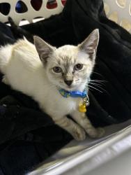 Lost Male Cat last seen Ib forum bar & grill and apmts across the street, Imperial Beach, CA 91932