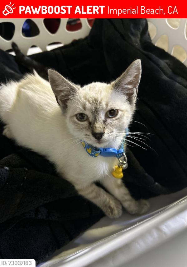 Lost Male Cat last seen Ib forum bar & grill and apmts across the street, Imperial Beach, CA 91932