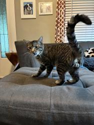 Found/Stray Male Cat last seen Emerson Avenue and Michigan Street, Indianapolis, IN 46219